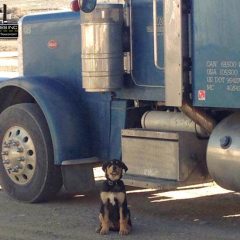 Roz Ventures Guard Dog