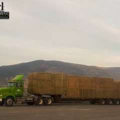 Roz Ventures Transporting Hay